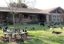 Woman Claims She Lives With 1,000 Cats – People Are Baffled When She Lets Camera Inside Home