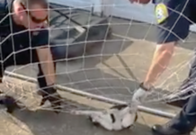 Terrified Stray Cat Is Found Trapped In Soccer Net. Now Watch Closely When Cops Attempt To Save Him