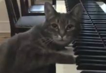 Neighbors Complain Of Noise From Piano Teacher’s House – So She Sets Up Hidden Camera And Discovers The Unthinkable