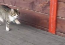 Cat Walks With The Cutest Prance In Her Step