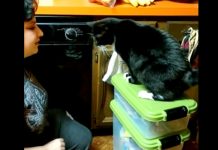Woman Gives Commands To Her Cat — Now Wait Until You See What This Kitty Does