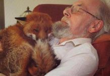 Man Finds Badly Injured Fox By The Road And Takes Him Home As His Best Friend