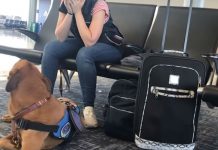 Service Dog At Airport Notices Owner Starts To Shake. Footage Of His Quick Reaction Instantly Goes Viral
