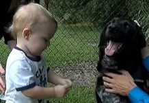 Couple Have No Idea They Hired A “Monster” – Until Dog Starts Behaving Strangely