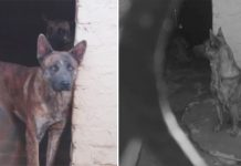 ‘Aggressive’ Dog Was Set To Be Put Down, Then A Brave Woman Steps Into His Kennel