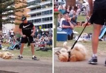 Stubborn Dog Doesn’t Want To Leave The Park – His Hilarious Reaction Has Onlookers In Stitches