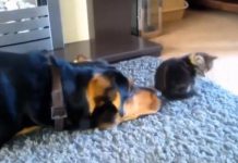 Dog Desperately Wants To Be Friends With This Cat – But Things Suddenly Take A Different Turn…