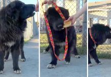 Rescuers Find Huge Dog In The Streets—Now Watch When They Try To Lure Him Into Their Leash!