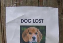 Guy Thought He’d Never See His Dog Again, Then He Followed This Tip And Found His Best Friend