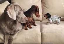 Two Dogs Introduced To Their Newest, Adorable Family Member