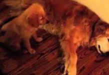 Puppy Comforts Older Dog When She Notices Him Having A Nightmare