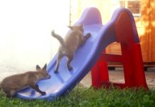 Man Looks Out His Window And Catches Two Fox Kits Up To Mischief