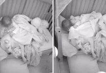 Little Girl Can’t Sleep After Earthquake So She Tucks In Family Pit Bull To Fight Her Fear