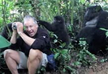 Curious Wild Mountain Gorillas Unexpectedly Touch Tourist While On Safari