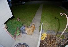 Dog Visits His Girlfriend For Late Night Date And Brings Her A Gift