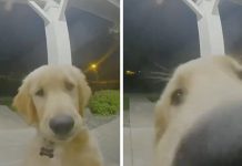 Mischievous Golden Retriever Escapes House And Rings The Doorbell To Get Back In