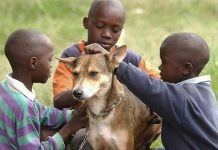 Incredible Dog Who Saved The Life Of An Abandoned Newborn Baby Has Lasting Legacy