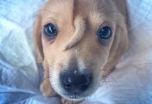 Abandoned ‘Unicorn’ Puppy With Tail On His Head Rescued From The Cold, Warming Hearts