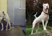 Dog Had Lost All Hope and Was Almost Killed Until A Rescuer Shares His Picture