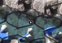 Man And Polar Bear Play Catch Together