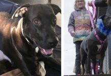 Mom Dog Get Separated From 12 Puppies – Now Watch The Moment They’re Reunited 10 Months Later