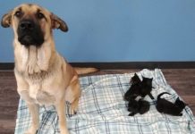 Stray Dog Found Curled Around Five Abandoned Kittens To Keep Them Warm In Winter Cold