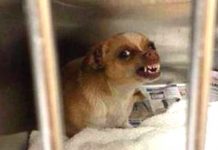 No One Wanted To Rescue This Vicious-Looking Dog Until One Rescue Took A Chance
