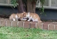 Woman Finds Twins Kittens Wandering Her Backyard – A Closer Look At Their Eyes Makes Her Heart Break