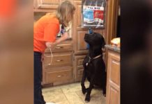Guilty Dog Gets Busted By Mom – His Adorable Way Of Apology Is Melting Hearts Everywhere