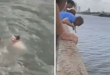 Drowning Dog Begs For Help As People Watch – Until A Man Jumps Off Bridge To Save His Life