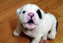 Adorable Bulldog Puppy Is Told To Shush – So He Proceeds To Throw The Funniest Tantrum