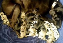 Great Dane Goes Into Laber – Vet Lose Count As Dog Delivers ‘Never-Ending’ Litter