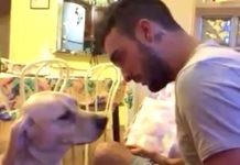 Man Scolds Guilty Dog Begging For Forgiveness, Bursts Out Laughing At His Abrupt “ I’m Sorry ” Caught On Cam