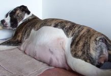 Pregnant Dog With Giant Belly Is Exhausted Giving Birth – Then Owners Were Amazed Counting The Puppies