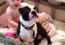 Mom Tells Her Dog To Get Out Of The Baby’s Crib, But He Disobeys Her In A Hilariously Adorable Way