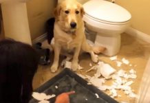 Mom Walks In And Asks Who Made The Mess – Dog’s Immediate Response Has The Internet Howling
