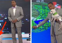 Dog Crashes Weather Forecast On Live Tv, But The Weatherman’s Reaction Steals The Show