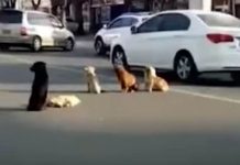 4 Dogs Block Traffic – Drivers Take A Closer Look And Make A Heartwrenching Discovery