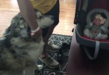 Alaskan Malamute Meets Newborn Baby For The First Time —but It’s What He Does Next That Will Melt Your Heart