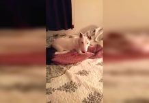 Rescue Dog Has Been Living A Rough Life On Streets. Now Watch Her Reaction When She Experiences Real Bed For 1st Time
