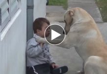 Boy With Autism Has No Friends, Now Wacth When The Dog Gently Approaches Him.. I’m In Tears!