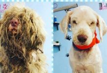 Severly Matted Dog Found On The Roadside – Groomer Opens Shop At Midnight To Give Him Incredible Transformation