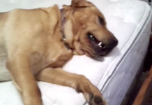 Lazy Dog Refuses To Budge From Bed. Now Watch When Owner Shouts The Magical Word