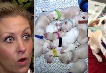 Foster Mom Worried About Tiny Chihuahua’s Huge Belly Only To Wake Up To Record-breaking Gift