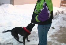 Dog Starts Acting Oddly So Owner Takes A Look Outside – Makes Horrifying Discovery And Calls 911