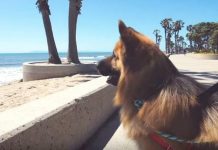 Dog Saved From Being Chained Up His Entire Life, Now Watch His Reaction When He Sees The Ocean For The First Time