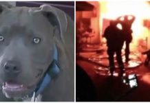 Pit Bull Grabs Baby By Diaper And Starts To Drag Her. Seconds Later, Family Realizes There’s Fire