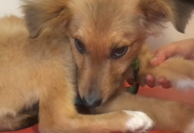 Lonely Stray Puppy Follows People Home Hoping They’ll Keep Him. Then One Day, Someone Kicked Him