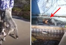 Boys Are Confused When Pack Of Stray Dogs Approaches Them – Then They Realize They Want To Show Them Something..