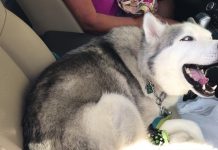 Stubborn Husky Refuses To Give Up Front Seat – Throws Loud Tantrum That’s Leaving Millions In Stitches